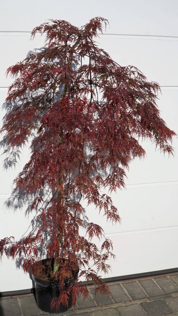 KLON PALMOWY ORANGEOLA Acer palmatum