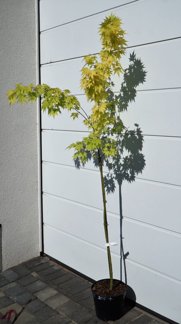 KLON PALMOWY ORANGE DREAM Acer palmatum