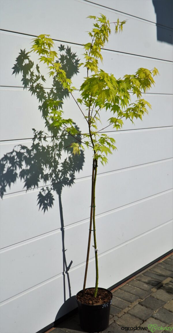 KLON PALMOWY ORANGE DREAM Acer palmatum