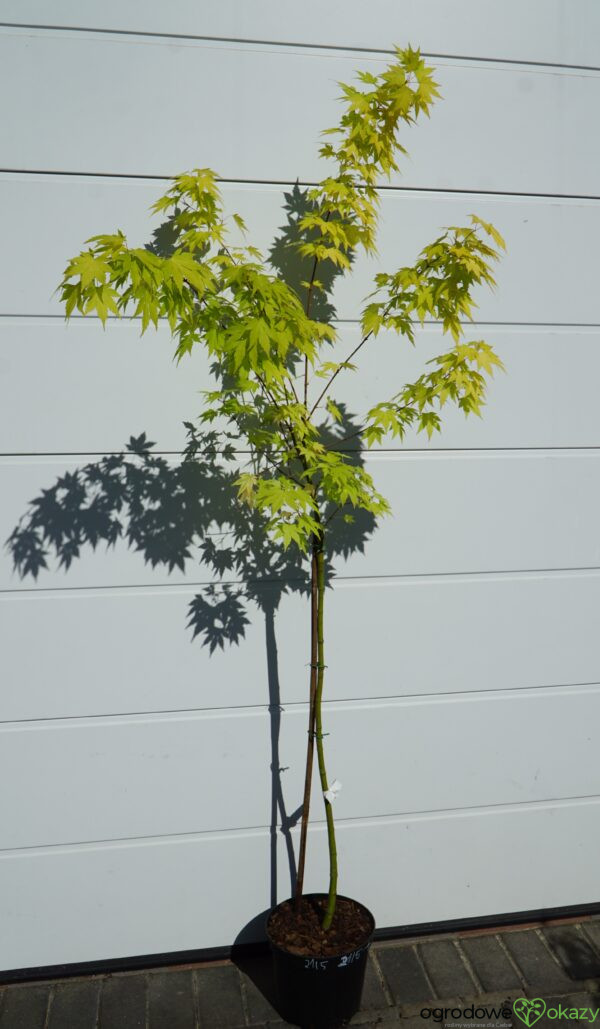 KLON PALMOWY ORANGE DREAM Acer palmatum