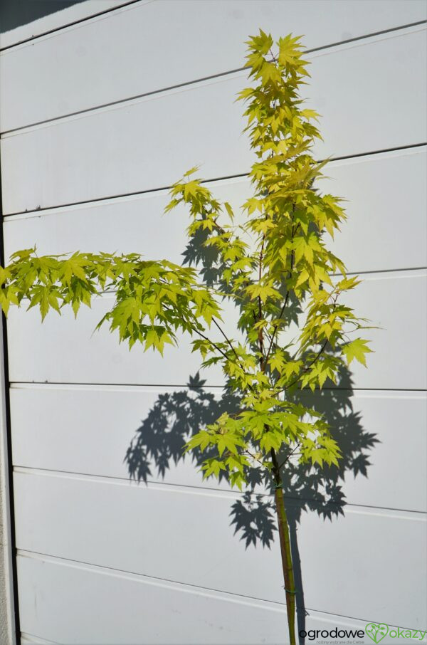 KLON PALMOWY ORANGE DREAM Acer palmatum