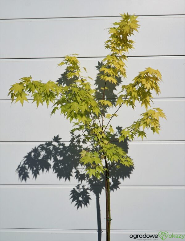 KLON PALMOWY ORANGE DREAM Acer palmatum