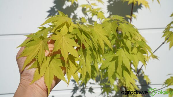 KLON PALMOWY ORANGE DREAM Acer palmatum