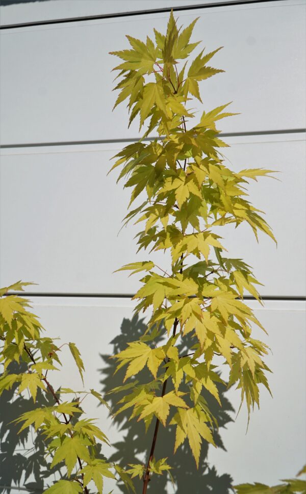 KLON PALMOWY ORANGE DREAM Acer palmatum