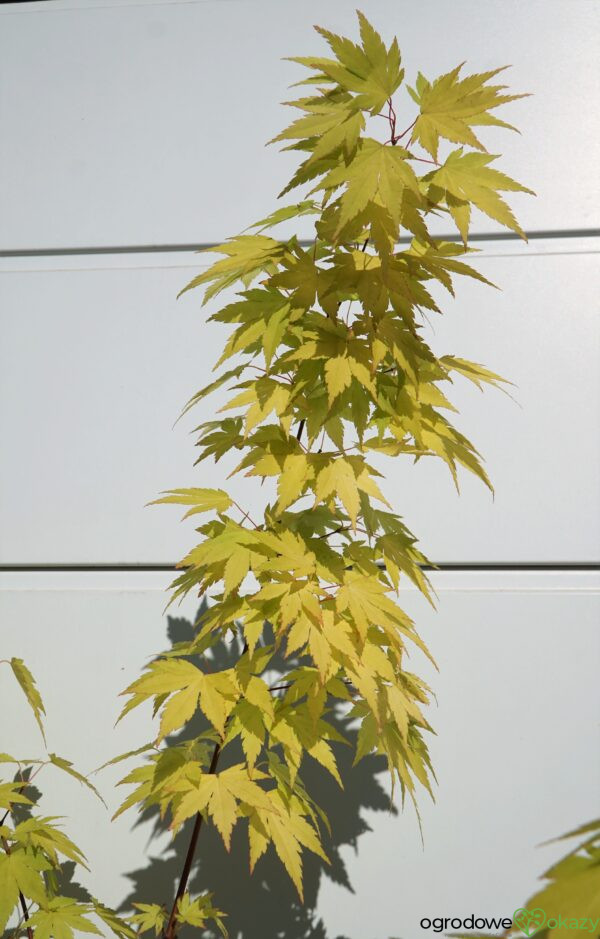 KLON PALMOWY ORANGE DREAM Acer palmatum