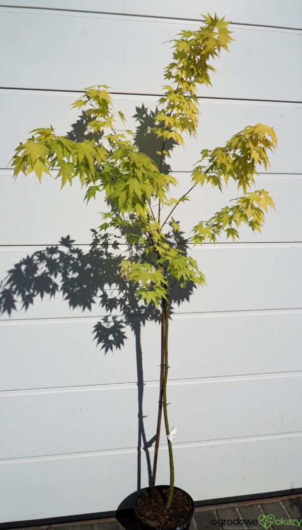 KLON PALMOWY ORANGE DREAM Acer palmatum