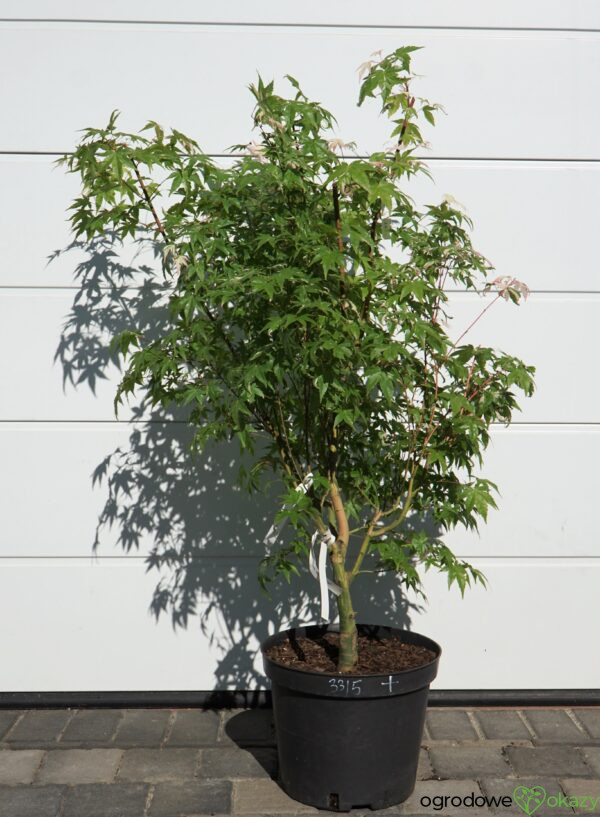 KLON PALMOWY MARDI GRAS Acer Palmatum