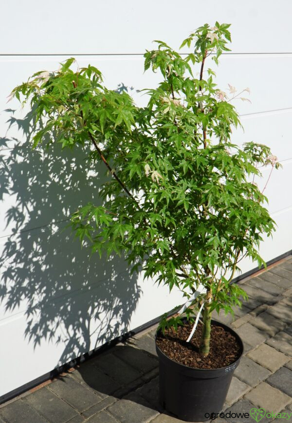 KLON PALMOWY MARDI GRAS Acer Palmatum