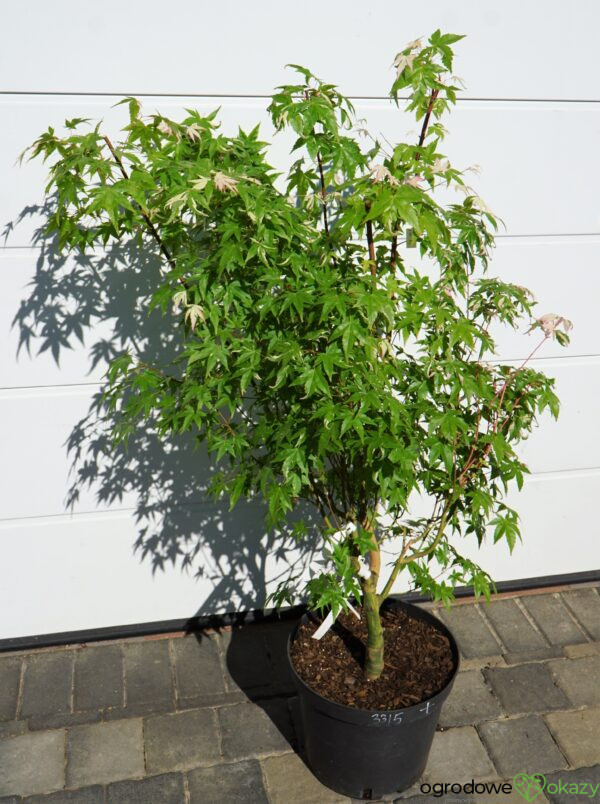 KLON PALMOWY MARDI GRAS Acer Palmatum