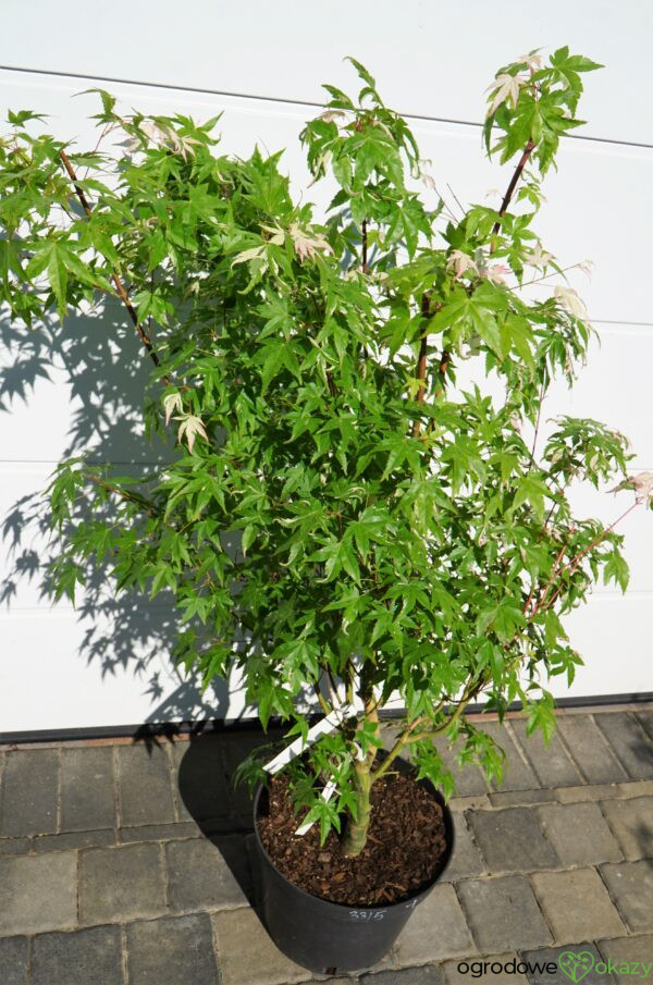 KLON PALMOWY MARDI GRAS Acer Palmatum