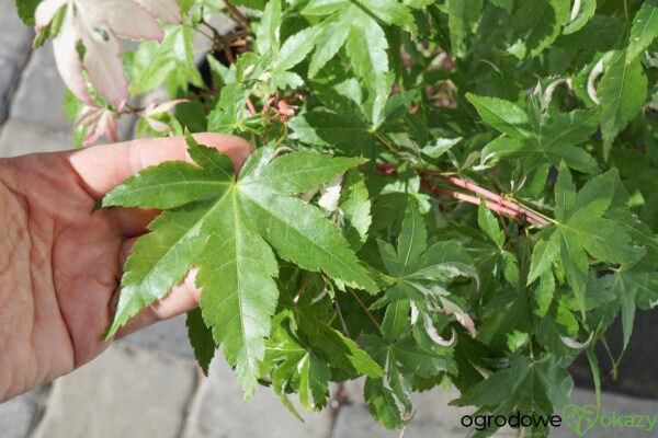 KLON PALMOWY MARDI GRAS Acer Palmatum