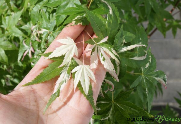 KLON PALMOWY MARDI GRAS Acer Palmatum