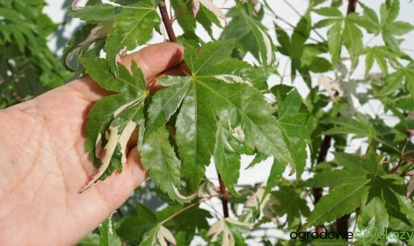 KLON PALMOWY MARDI GRAS Acer Palmatum