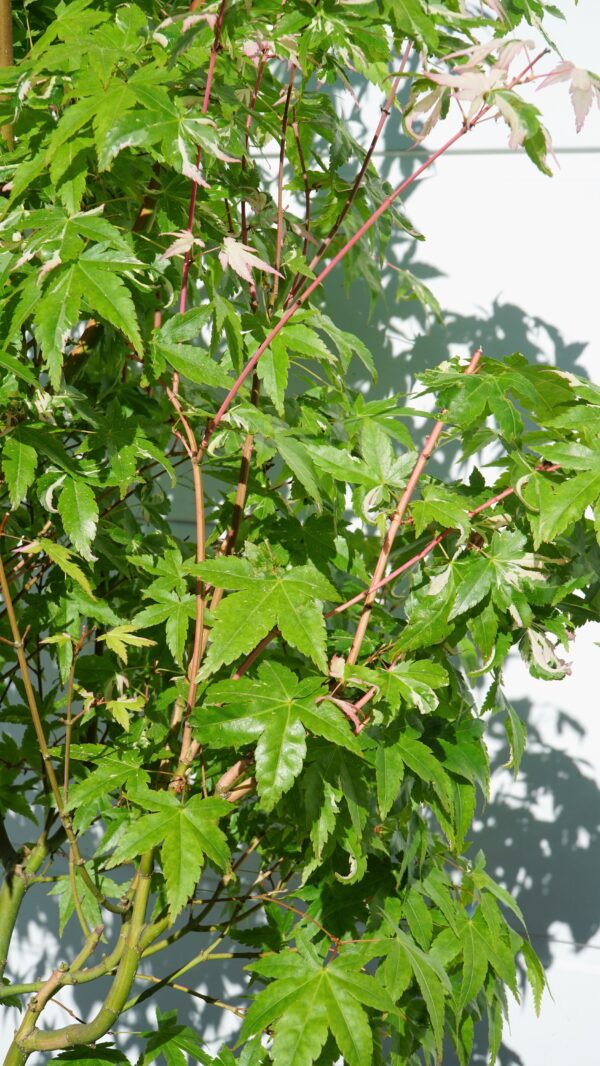 KLON PALMOWY MARDI GRAS Acer Palmatum