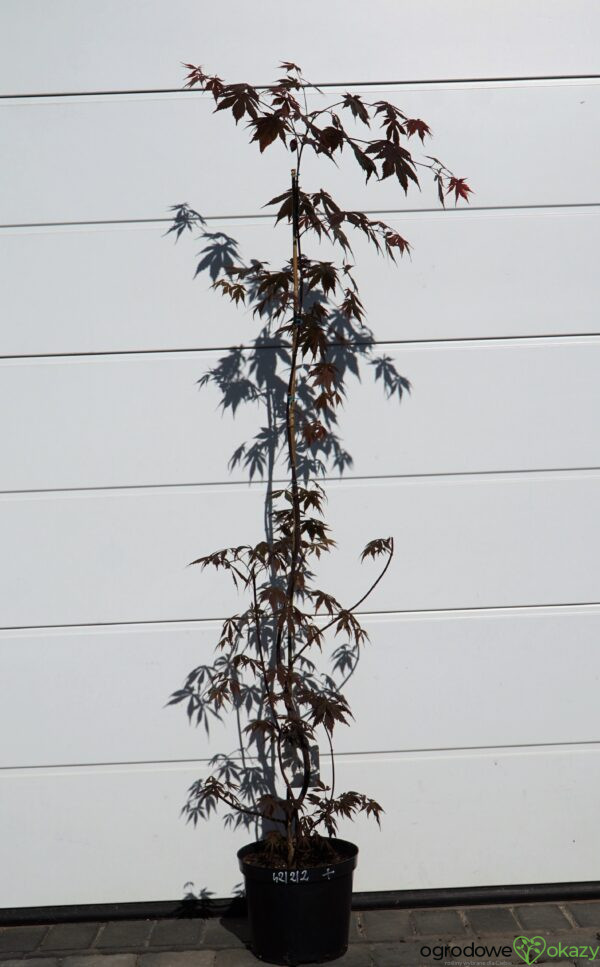 KLON PALMOWY ATROPURPUREUM Acer Palmatum