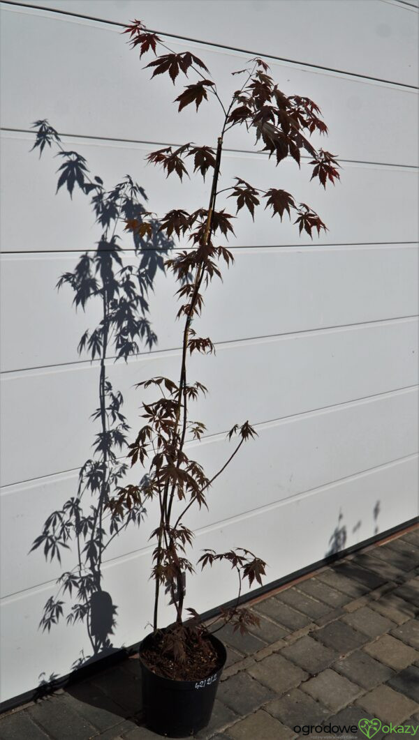 KLON PALMOWY ATROPURPUREUM Acer Palmatum