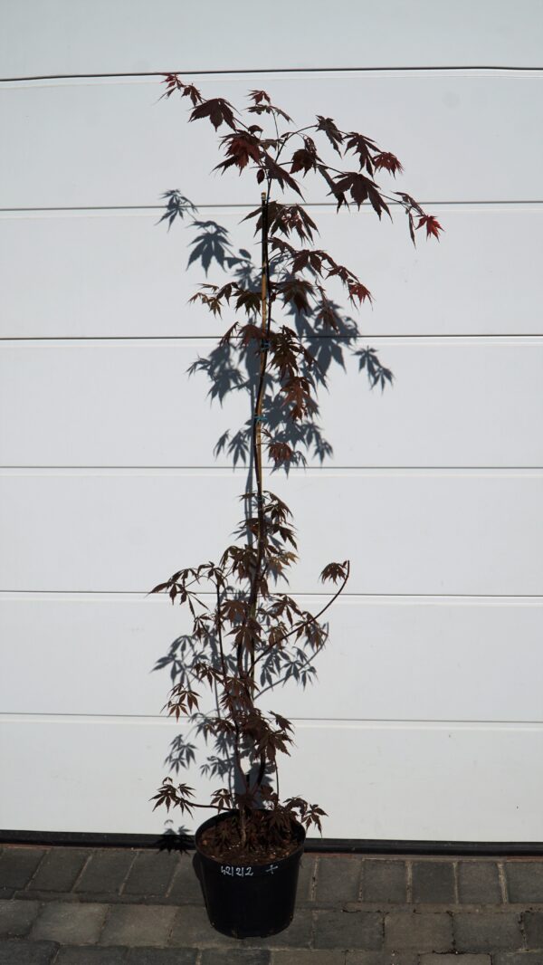 KLON PALMOWY ATROPURPUREUM Acer Palmatum