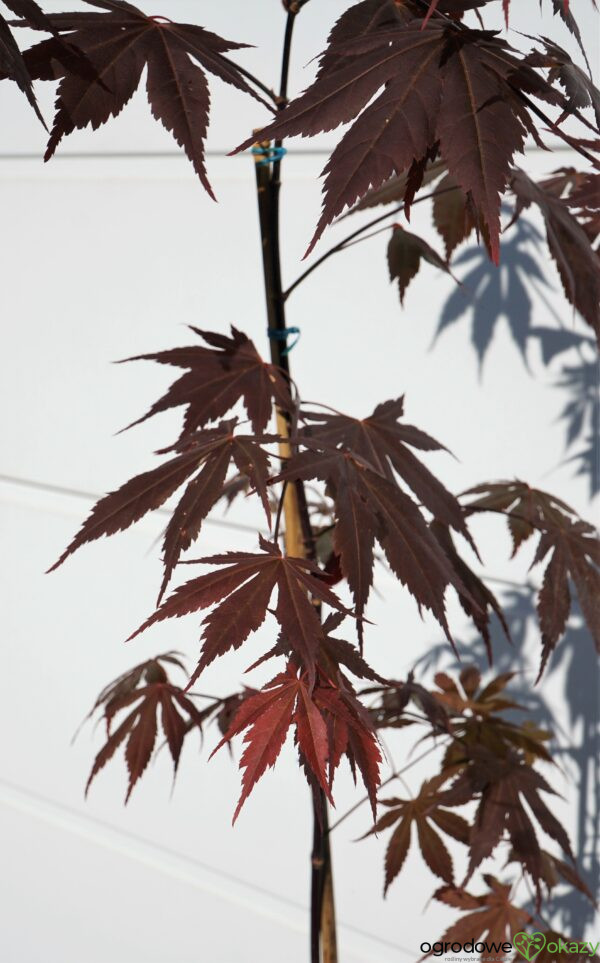 KLON PALMOWY ATROPURPUREUM Acer Palmatum