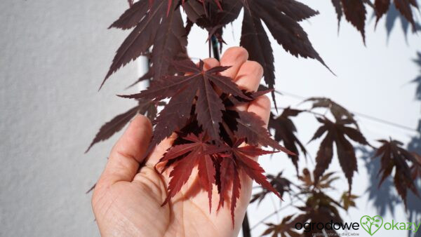 KLON PALMOWY ATROPURPUREUM Acer Palmatum