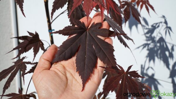 KLON PALMOWY ATROPURPUREUM Acer Palmatum