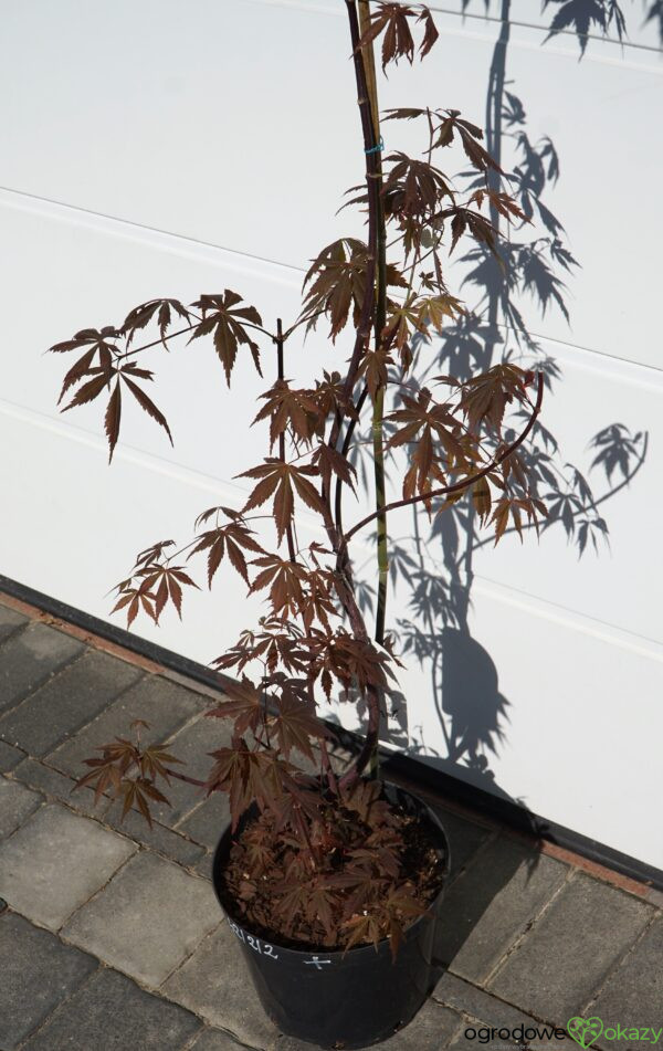 KLON PALMOWY ATROPURPUREUM Acer Palmatum