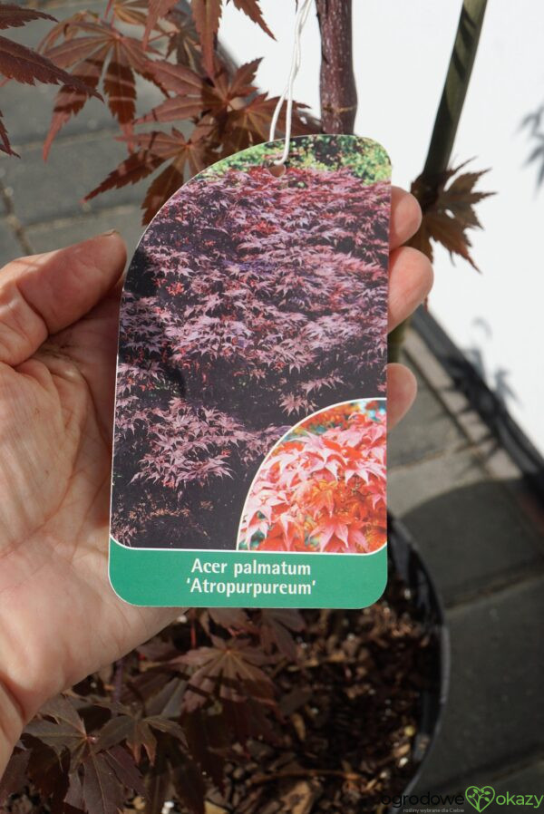 KLON PALMOWY ATROPURPUREUM Acer Palmatum