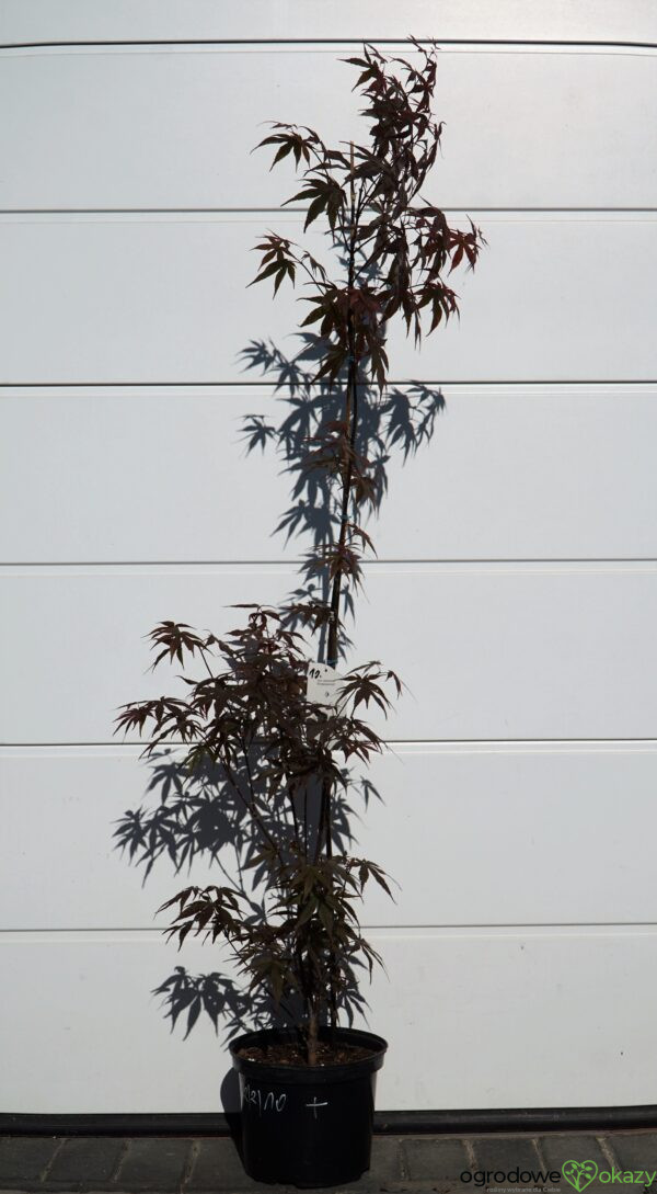 KLON PALMOWY ATROPURPUREUM Acer Palmatum