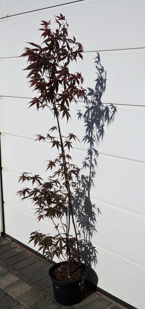 KLON PALMOWY ATROPURPUREUM Acer Palmatum