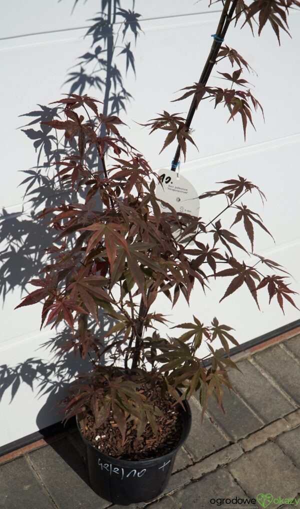 KLON PALMOWY ATROPURPUREUM Acer Palmatum