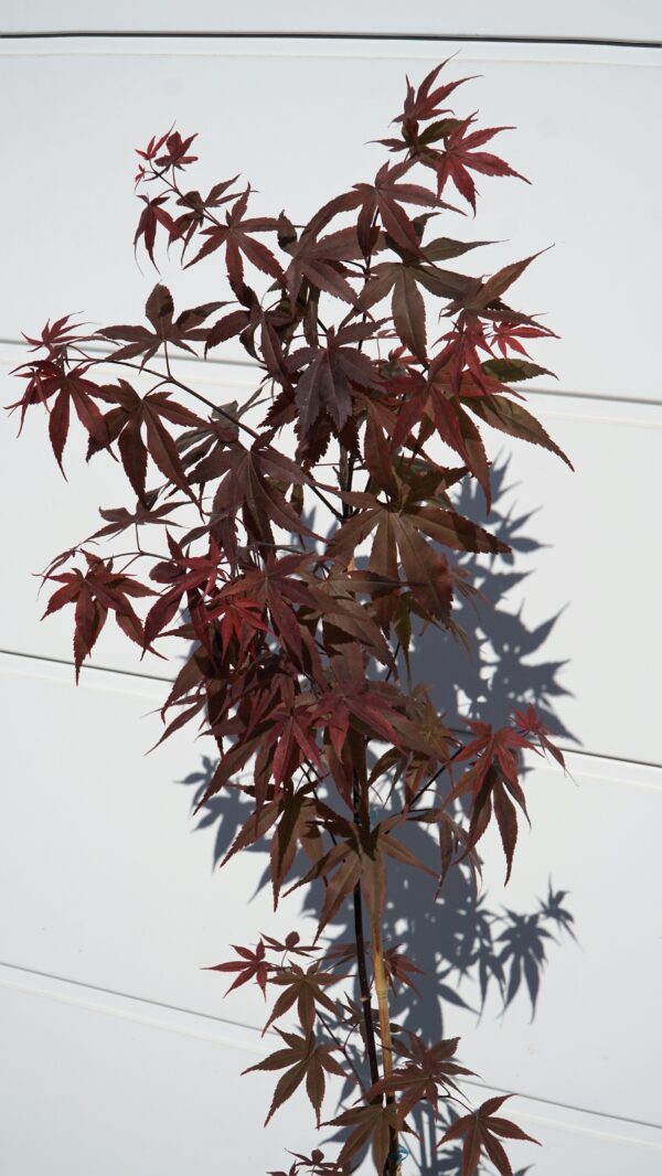 KLON PALMOWY ATROPURPUREUM Acer Palmatum