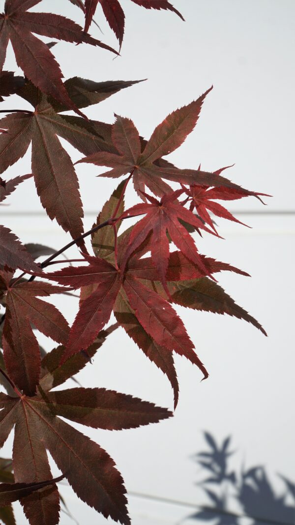 KLON PALMOWY ATROPURPUREUM Acer Palmatum