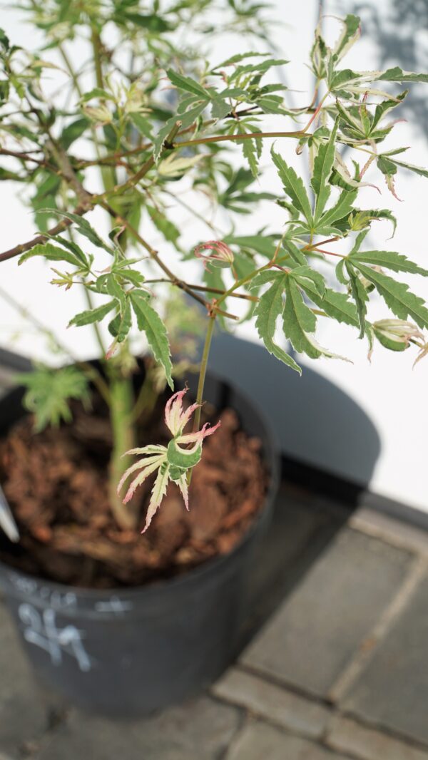 KLON PALMOWY BUTTERFLY Acer palmatum