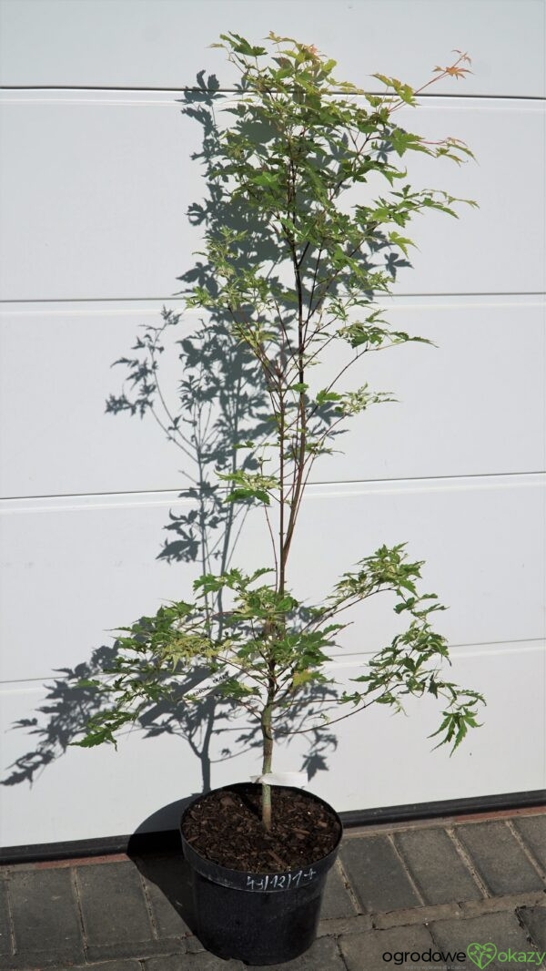 KLON PALMOWY KINGSVILLE VARIEGATED Acer palmatum