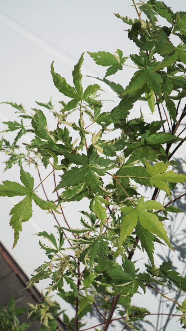 KLON PALMOWY KINGSVILLE VARIEGATED Acer palmatum