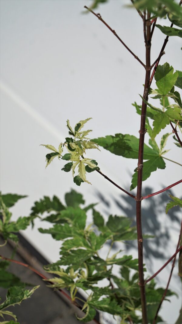 KLON PALMOWY KINGSVILLE VARIEGATED Acer palmatum