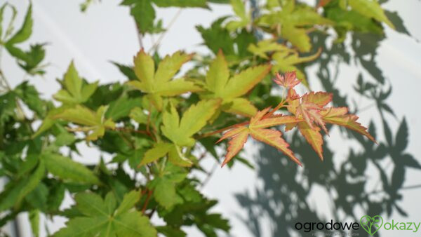 KLON PALMOWY KINGSVILLE VARIEGATED Acer palmatum