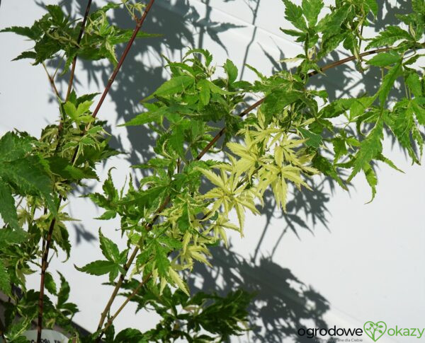 KLON PALMOWY KINGSVILLE VARIEGATED Acer palmatum