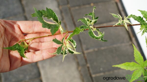 KLON PALMOWY KINGSVILLE VARIEGATED Acer palmatum