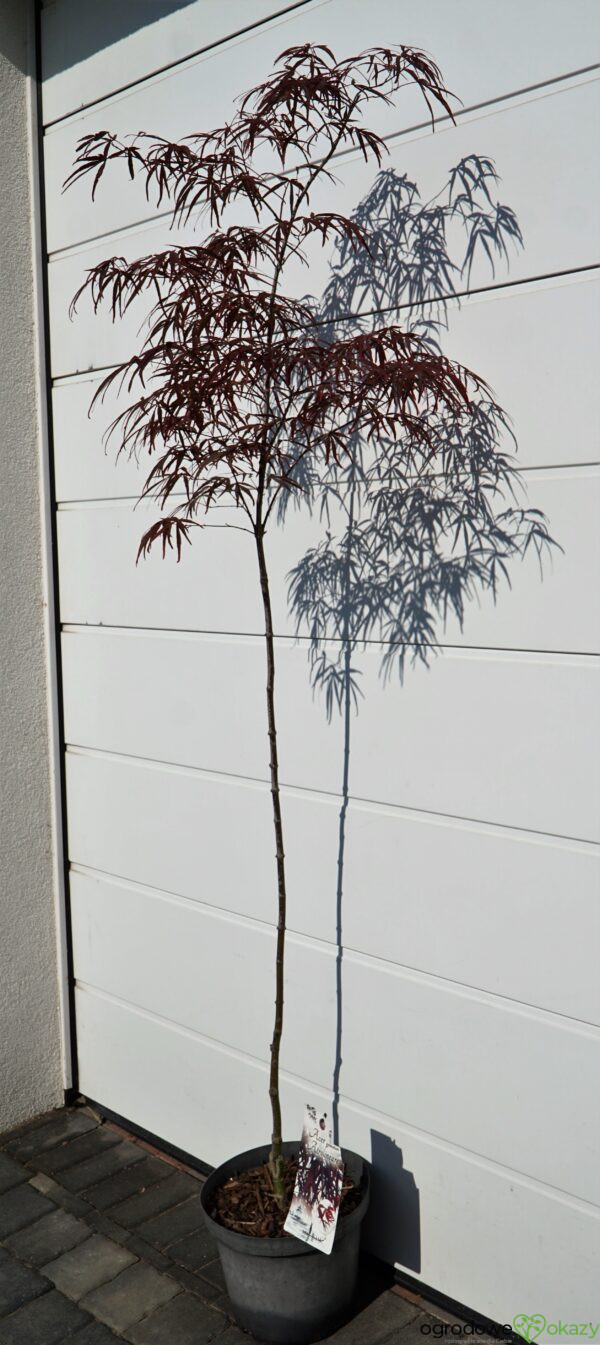 KLON PALMOWY ATROLINEARE Acer palmatum