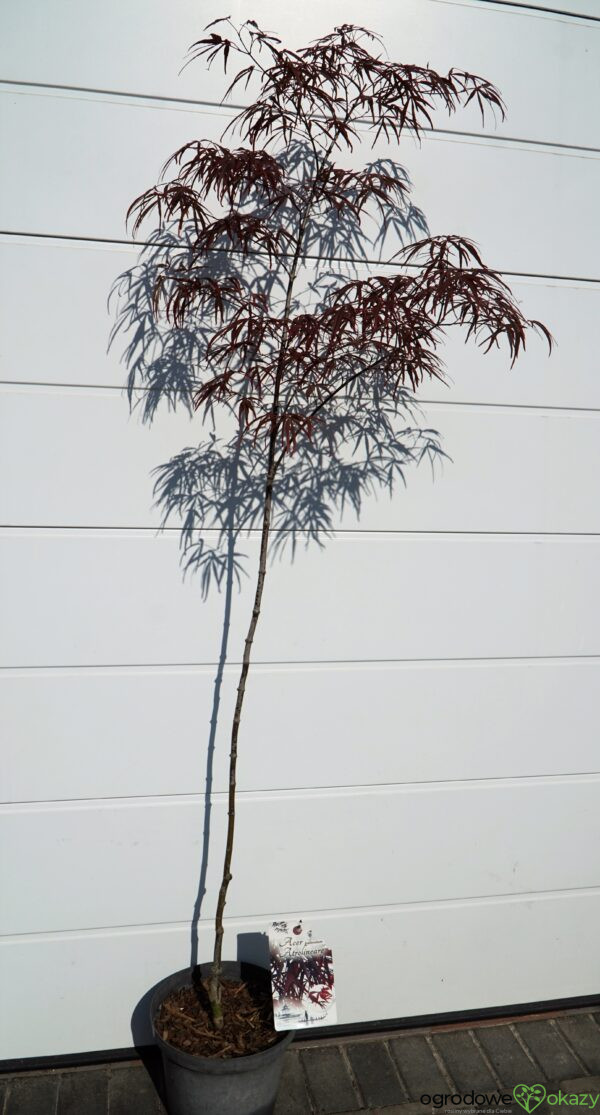 KLON PALMOWY ATROLINEARE Acer palmatum