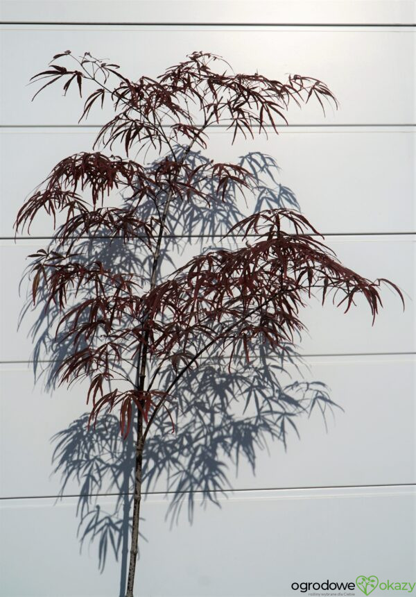 KLON PALMOWY ATROLINEARE Acer palmatum