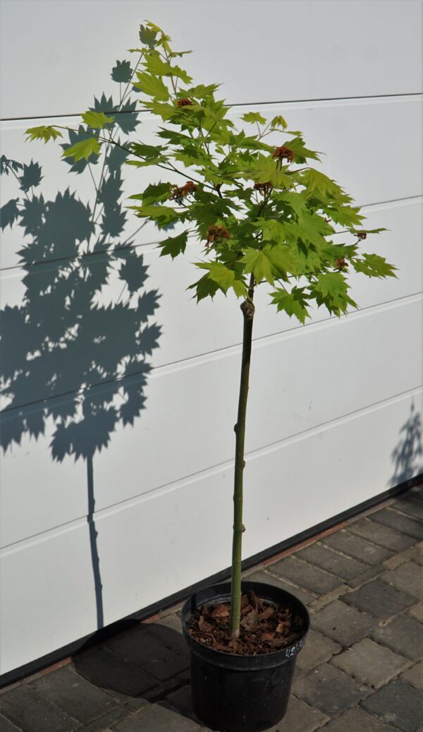 KLON SHIRASAWY AUREUM Acer shirasawanum