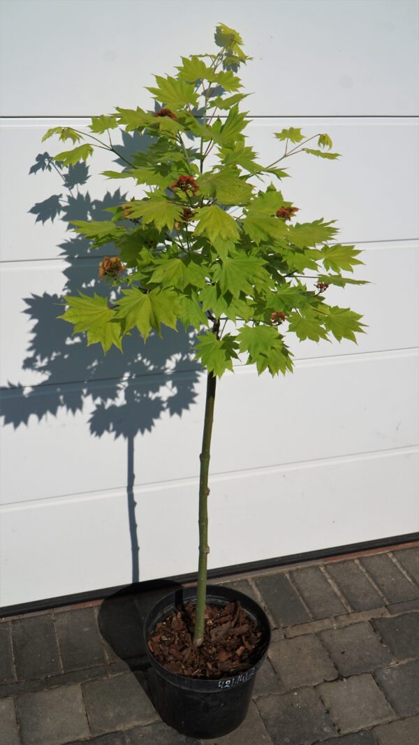 KLON SHIRASAWY AUREUM Acer shirasawanum