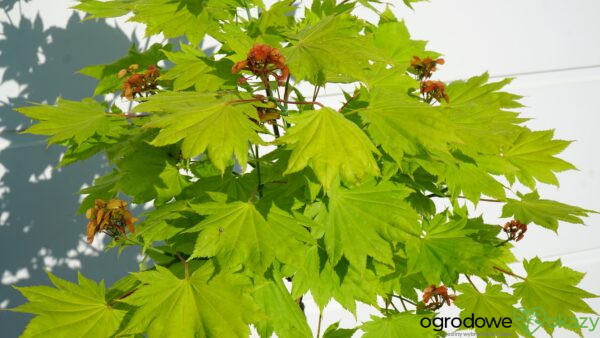 KLON SHIRASAWY AUREUM Acer shirasawanum