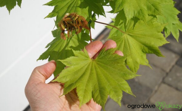 KLON SHIRASAWY AUREUM Acer shirasawanum