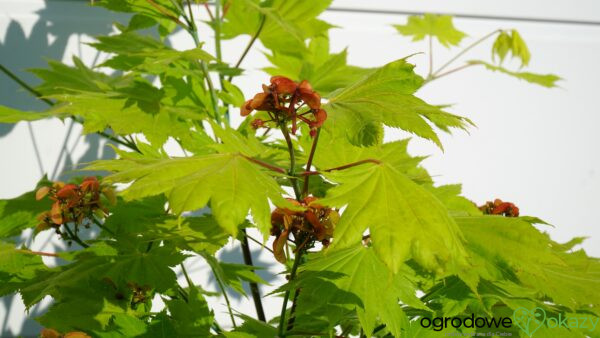 KLON SHIRASAWY AUREUM Acer shirasawanum