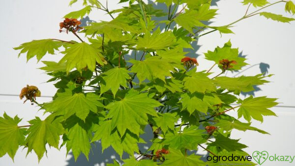 KLON SHIRASAWY AUREUM Acer shirasawanum