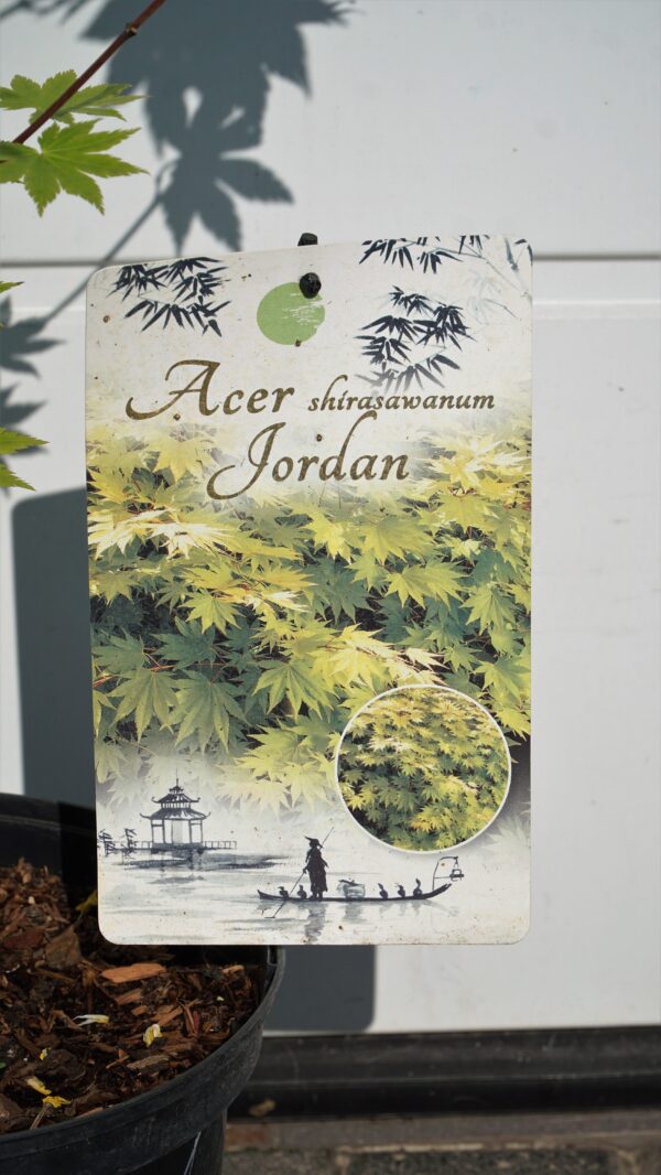 KLON SHIRASAWY JORDAN Acer shirasawanum