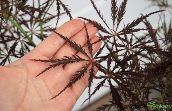 KLON PALMOWY DRAGON'S FIRE Acer palmatum