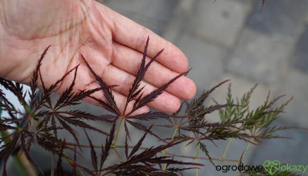 KLON PALMOWY DRAGON'S FIRE Acer palmatum